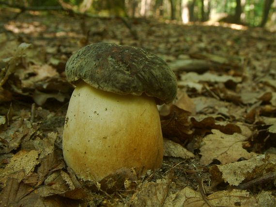 hřib bronzový Boletus aereus Bull. ex Fr.