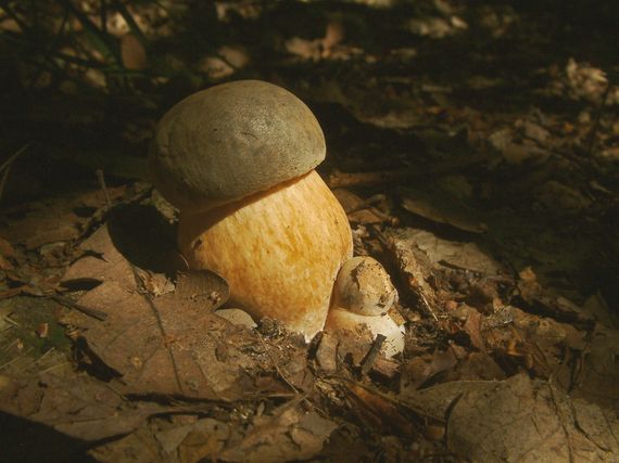 hřib bronzový Boletus aereus Bull. ex Fr.