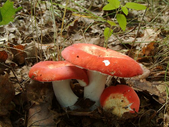 holubinka Russula sp.