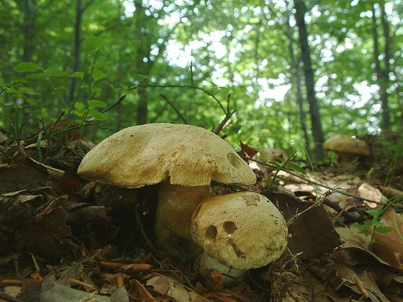 hřib siný Gyroporus cyanescens (Bull.) Quél.