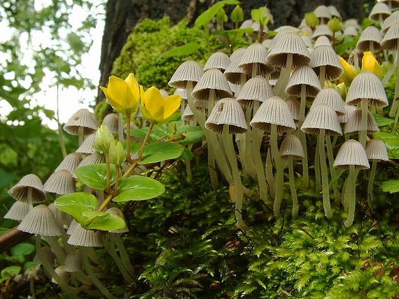 hnojník rozsiaty Coprinellus disseminatus (Pers.) J.E. Lange