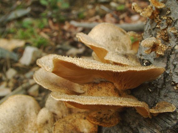 hlíva chlupatá Panus lecomtei