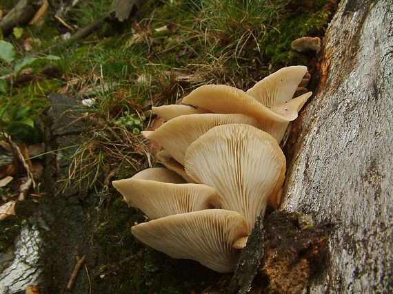 hliva buková Pleurotus pulmonarius (Fr.) Quél.