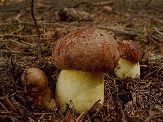 hríb príveskatý Butyriboletus appendiculatus (Schaeff. ex Fr.) Secr.