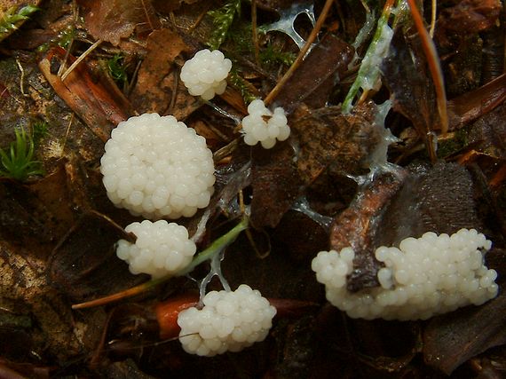 slizovka Myxomycetes