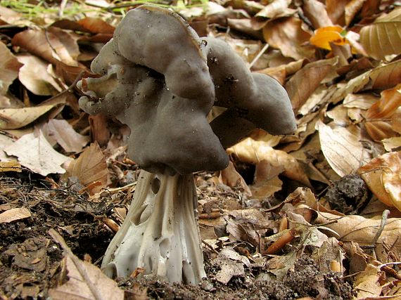 chriapač jamkatý Helvella lacunosa Afzel.