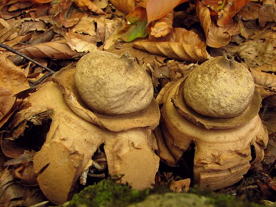 hviezdovka trojitá Geastrum triplex Jungh.