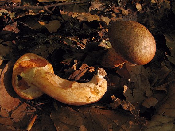 masliak tridentský Suillus tridentinus (Bres.) Singer