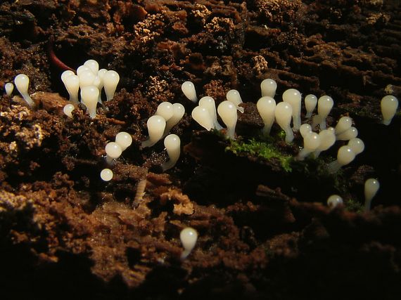 slizovka Myxomycetes