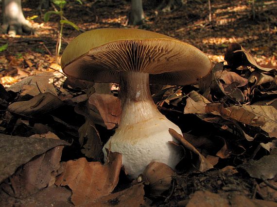 pavučinovec Cortinarius sp.