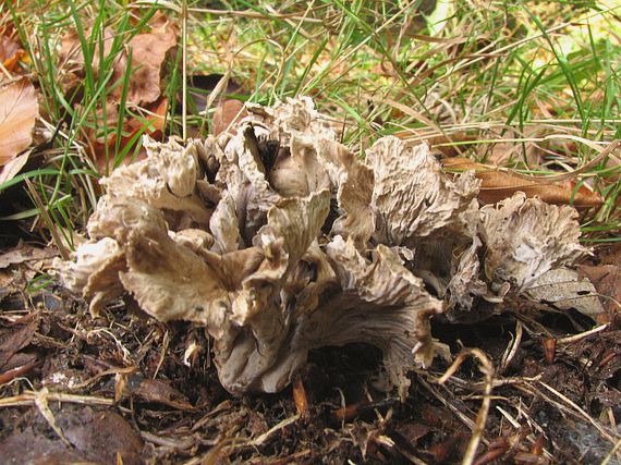 palievik kučeravý Pseudocraterellus undulatus (Pers.) Rauschert