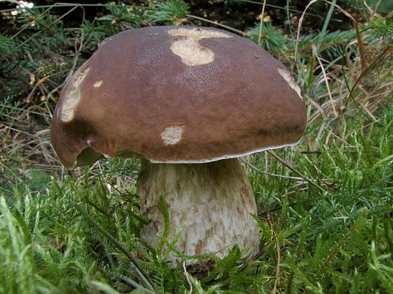 hríb smrekový Boletus edulis Bull.