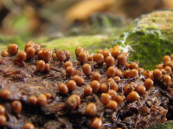 slizovka Myxomycetes