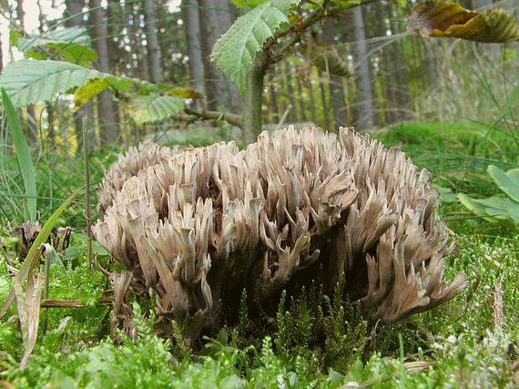 plesňovka smradľavá Thelephora palmata (Scop.) Fr.