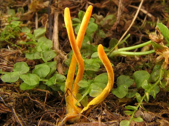 pakonárovka žltooranžová Clavulinopsis helvola (Pers.) Corner