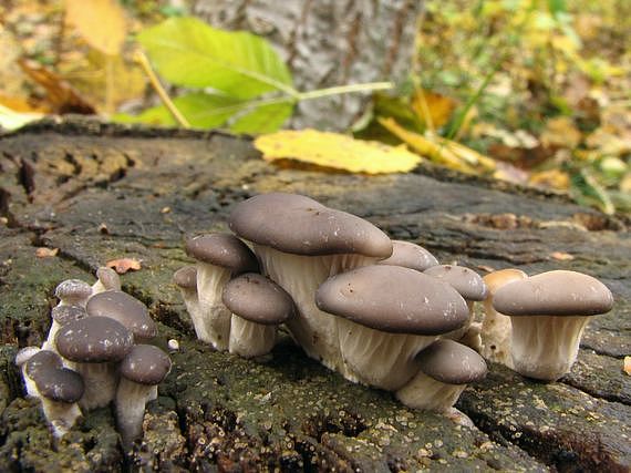 hliva ustricovitá Pleurotus ostreatus (Jacq.) P. Kumm.