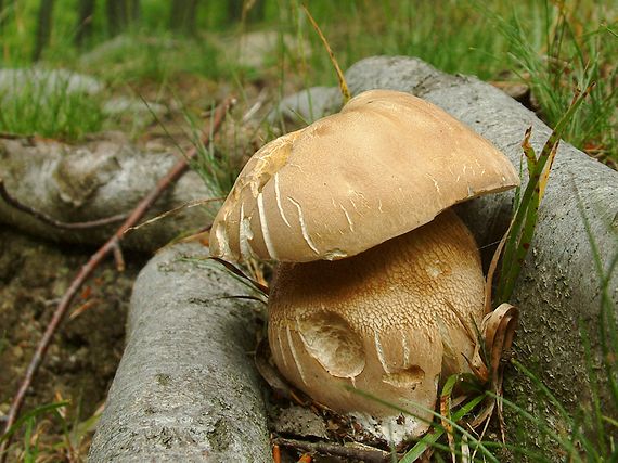 hríb dubový Boletus reticulatus Schaeff.