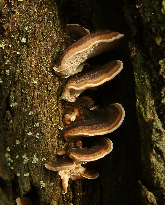 outkovka pestrá Trametes versicolor (L.) Lloyd