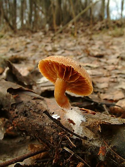 kržatka zimní Tubaria furfuracea (Pers.) Gillet