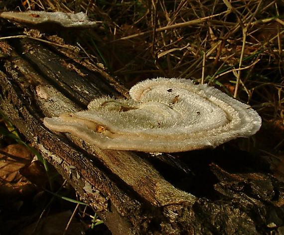 outkovka chlupatá Trametes hirsuta (Wulfen) Lloyd