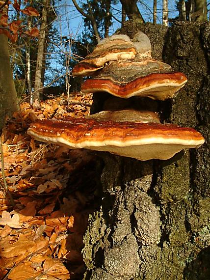 práchnovček pásikavý Fomitopsis pinicola (Sw.) P. Karst.