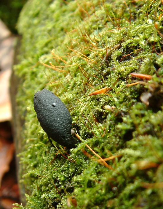 dřevnatka mnohotvárná Xylaria polymorpha (Pers.) Grev.