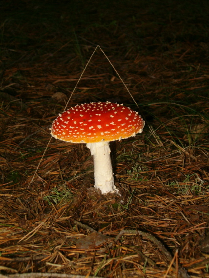 muchotrávka červená Amanita muscaria (L.) Lam.