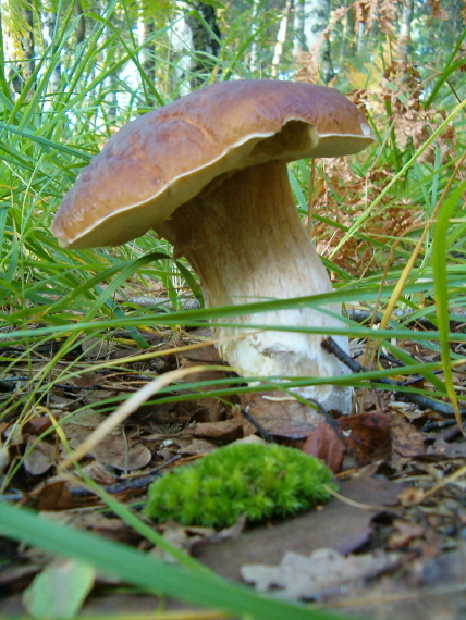 hríb smrekový Boletus edulis Bull.