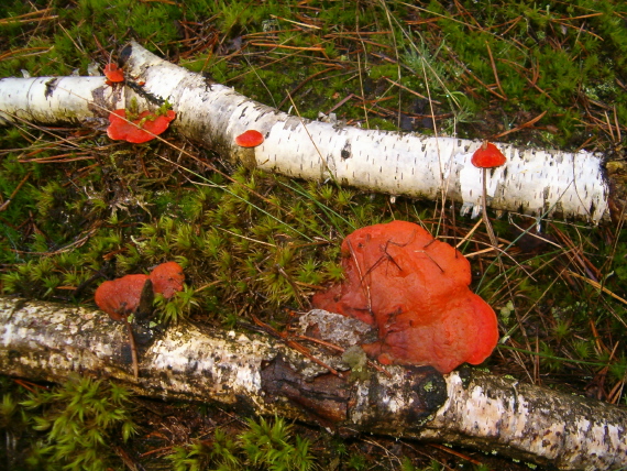 červenica rumelková Pycnoporus cinnabarinus (Jacq.) P. Karst.