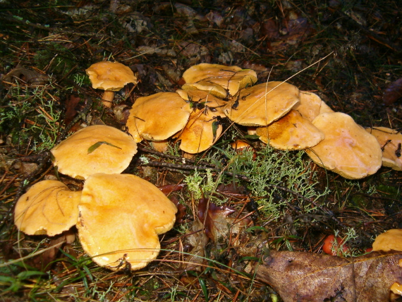 masliak kravský Suillus bovinus (Pers.) Roussel