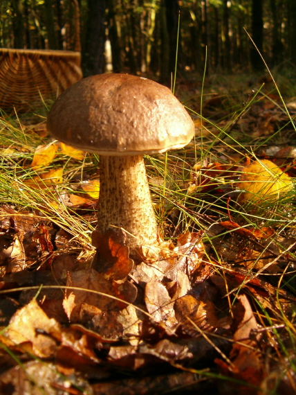 kozák brezový Leccinum scabrum (Bull.) Gray