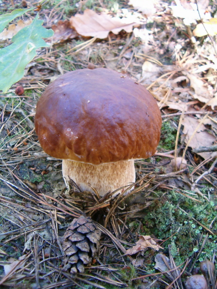 hríb Boletus sp.