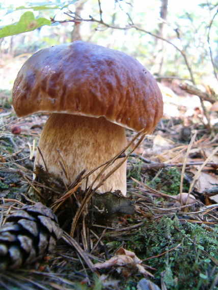 hríb smrekový Boletus edulis Bull.