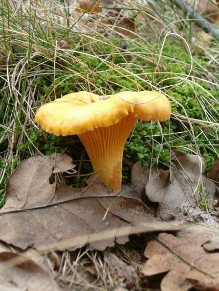 kuriatko jedlé Cantharellus cibarius Fr.