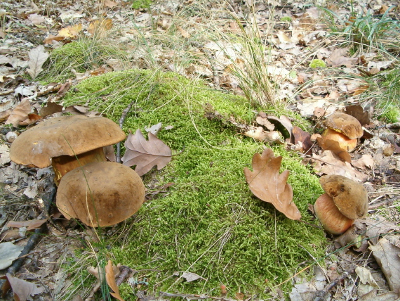 hríb zrnitohlúbikový Sutorius luridiformis (Rostk.) G. Wu & Zhu L. Yang