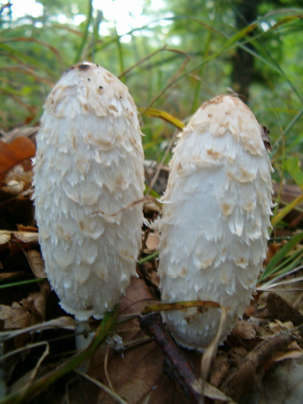 hnojník obyčajný Coprinus comatus (O.F. Müll.) Pers.