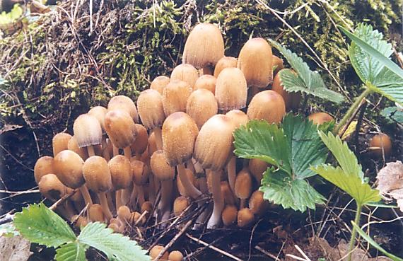 hnojník ligotavý / hnojník třpytivý Coprinellus micaceus (Bull.) Vilgalys, Hopple & Jacq. Johnson