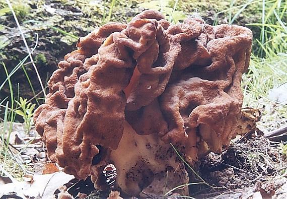 ušiak obrovský Gyromitra gigas (Krombh.) Cooke