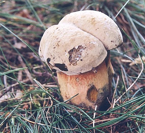 hríb Boletus sp.