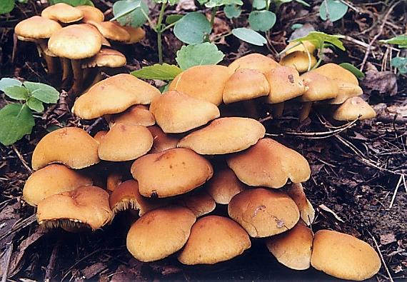 strapcovka Hypholoma sp.