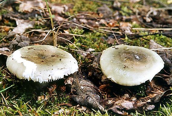 plávka trávovozelená Russula aeruginea Lindbl. ex Fr.