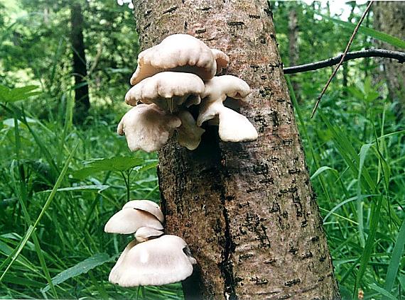 hliva buková (plicní) Pleurotus pulmonarius (Fr.) Quél.