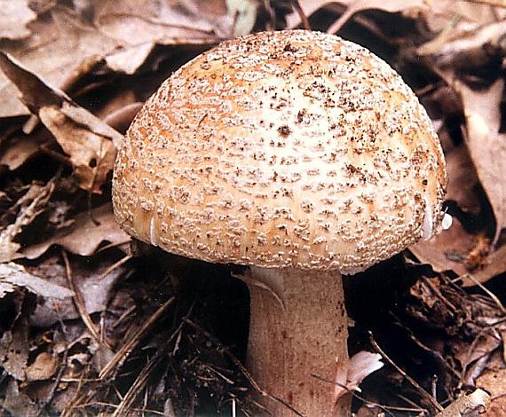 muchotrávka červenkastá Amanita rubescens Pers.