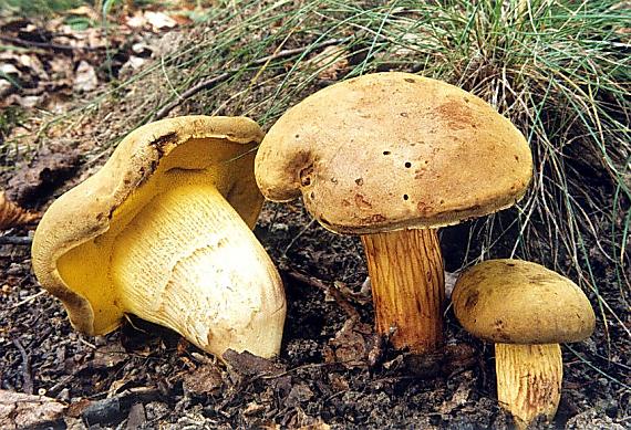 suchohríb plstnatý Boletus subtomentosus L.