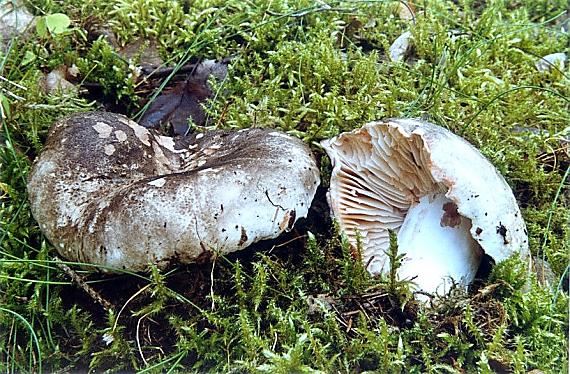 plávka černejúca - holubinka černající Russula nigricans Fr.