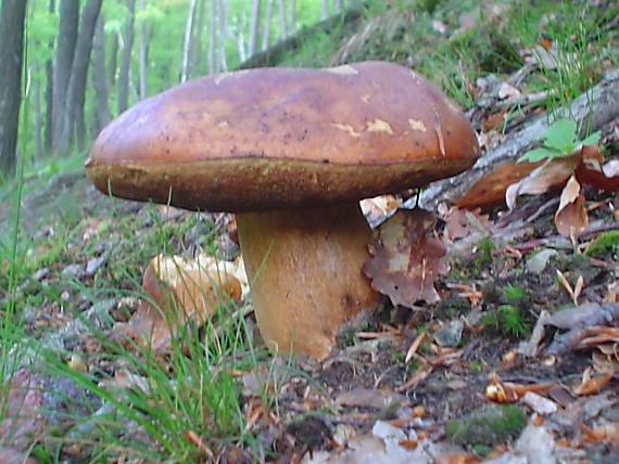 hríb sosnový Boletus pinophilus Pil. et Dermek in Pil.