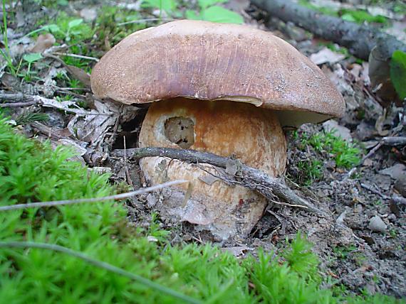 hríb dubový Boletus reticulatus Schaeff.