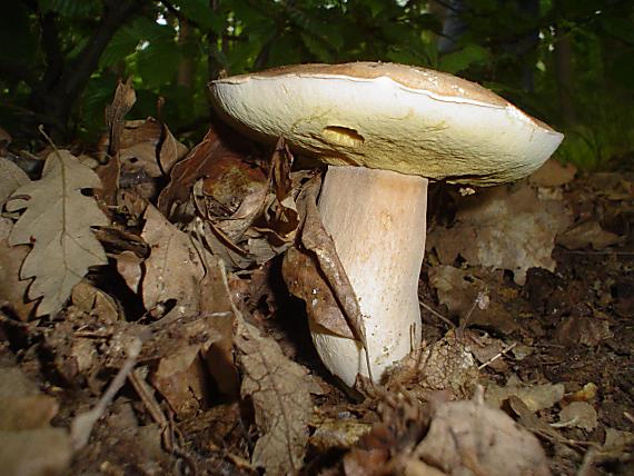 hríb dubový Boletus reticulatus Schaeff.