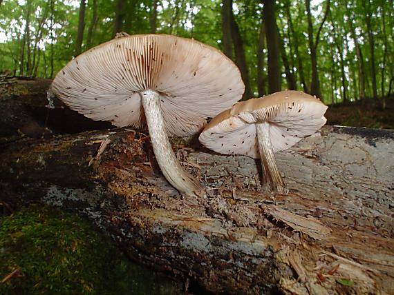 štítovka jelenia Pluteus cervinus (Schaeff.) P. Kumm.