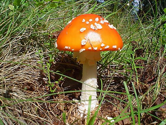 muchotrávka červená Amanita muscaria (L.) Lam.